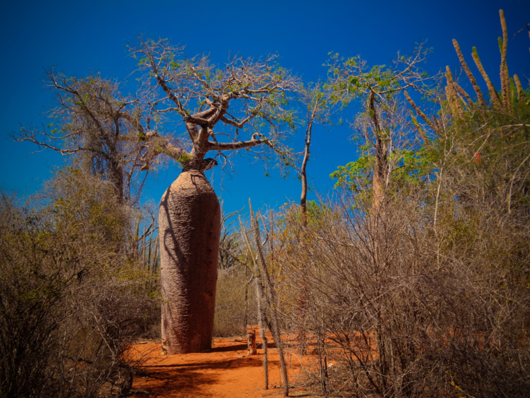 Ambalavao et ses environs - Voyage Responsable à Madagascar