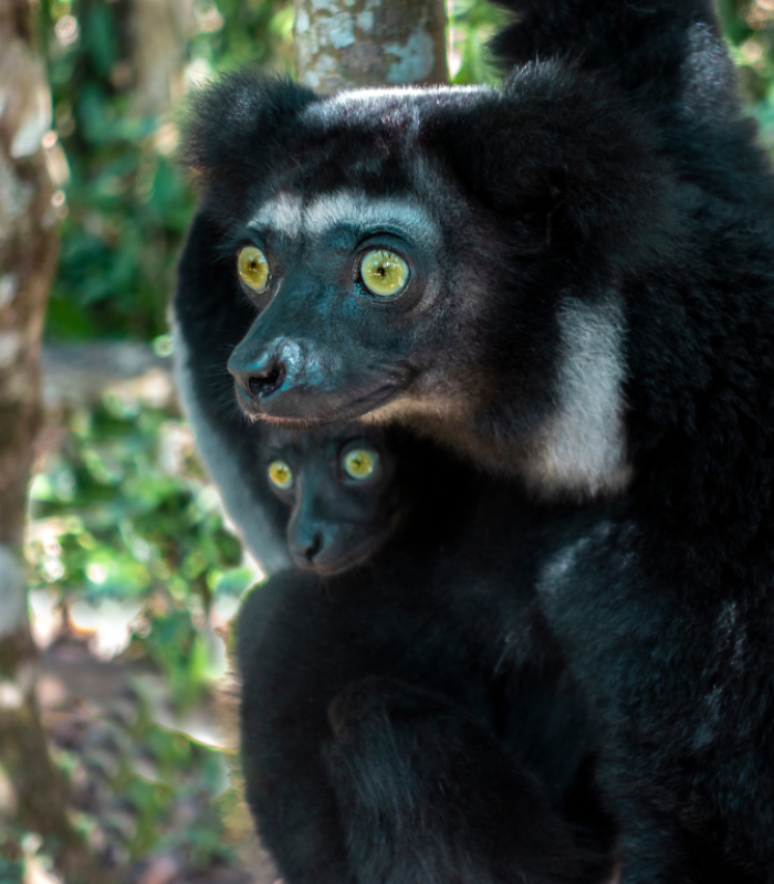 Indri Lémurien Madagascar