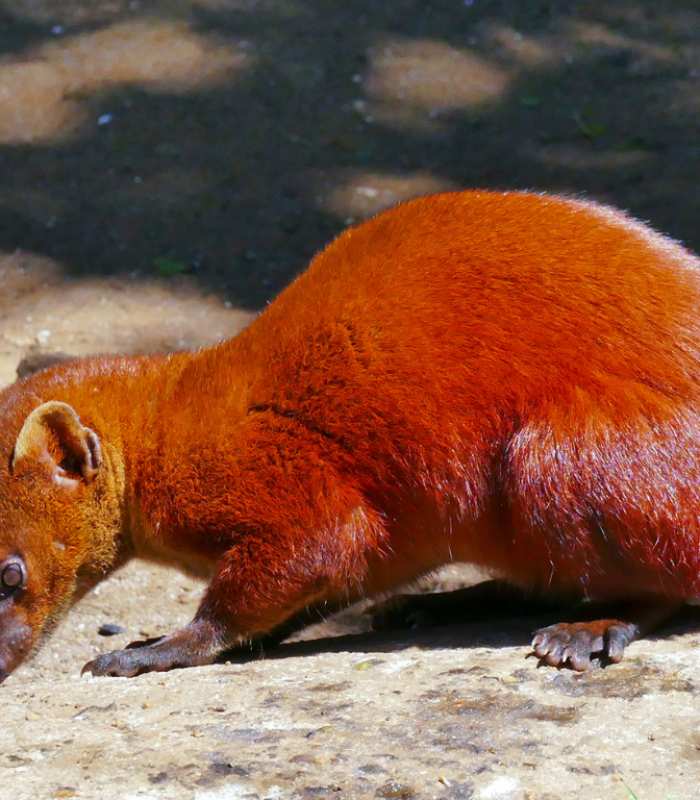 faune Madagascar