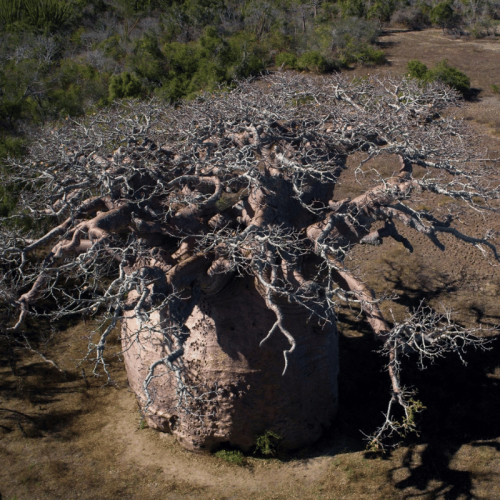 Le plus gros baobab de Madagascar
