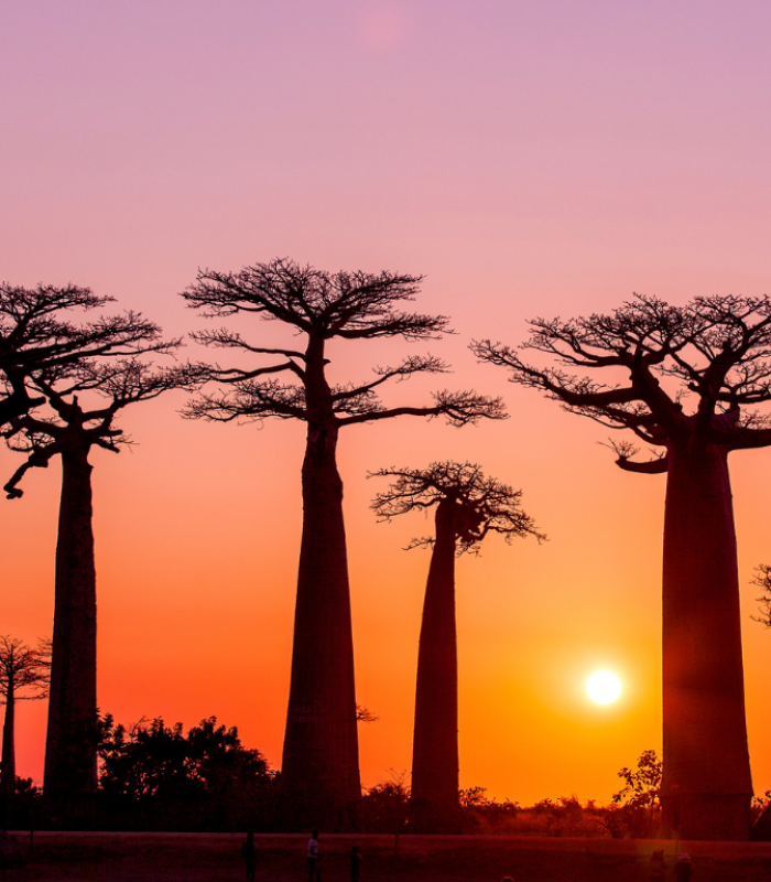 Madagascar Allée des Baobab