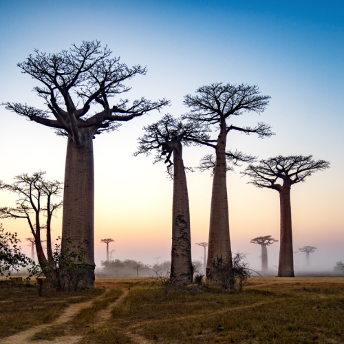 Madagascar Baobab
