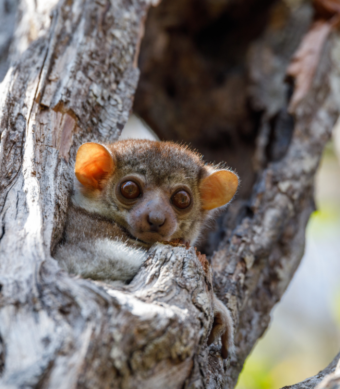 Madagascar reserve Ankarana 2