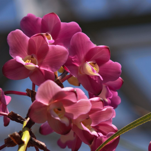 Orchidée rose