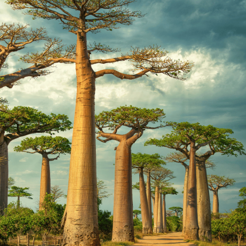 allée des baobab - region Menabe