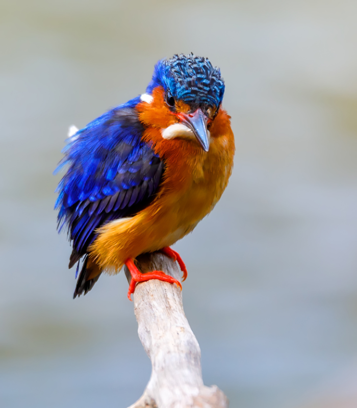 oiseau Madagascar